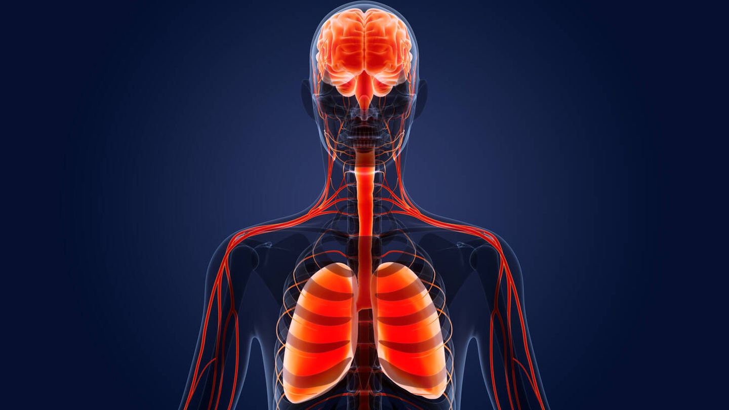 Lee más sobre el artículo La interesante conexión entre los pulmones y el cerebro: todo lo que esconde la respiración